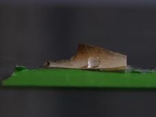 I ricercatori utilizzano un fungo per creare imballaggi alimentari privi di plastica