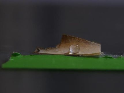 I ricercatori utilizzano un fungo per creare imballaggi alimentari privi di plastica