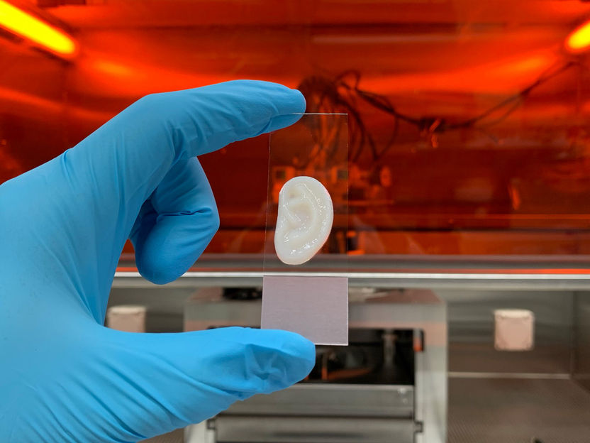 Did you hear about the lab-made ear? - Swiss researchers develop ear cartilage with mechanical properties close to the original – one element still missing