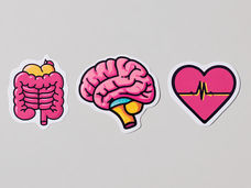 Os micróbios intestinais afectam o coração através do cérebro