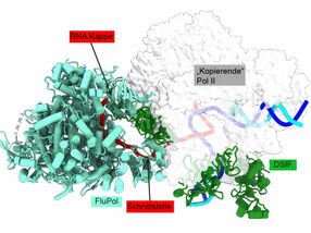 Auf frischer Tat ertappt: Grippeviren haben eine „Achillesferse“, die sich für Therapien ausnutzen lässt