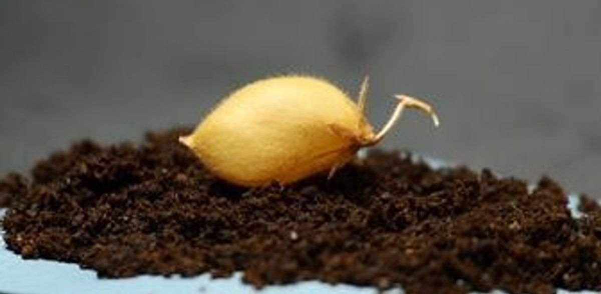 Os astronautas podem comer grão-de-bico da lua?