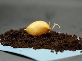 Can astronauts eat chickpeas from the moon?