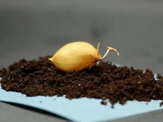 Können Astronauten Kichererbsen vom Mond essen?