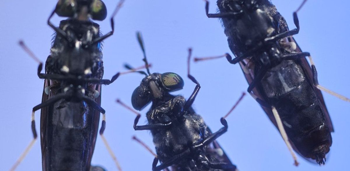 How climate-friendly is insect protein really?