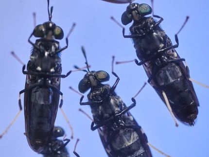 How climate-friendly is insect protein really?