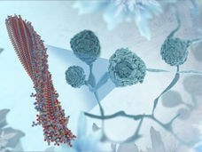 Los hongos utilizan el "botón de inicio" para el hielo de las bacterias