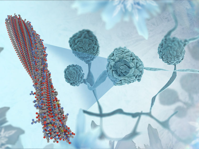 Fungi use “start button” for ice from bacteria - Newly identified proteins could be important for cryopreservation, food processing, and snow production