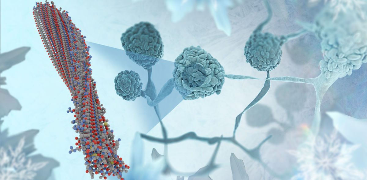 © Katharina Maisenbacher / MPI-P