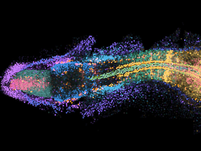 Embryogenèse en 4D : un atlas du développement pour les gènes et les cellules - Une nouvelle technologie d'imagerie permet de dépasser les limites de la 2D et de capturer simultanément l'activité de 500 gènes dans des tissus entiers