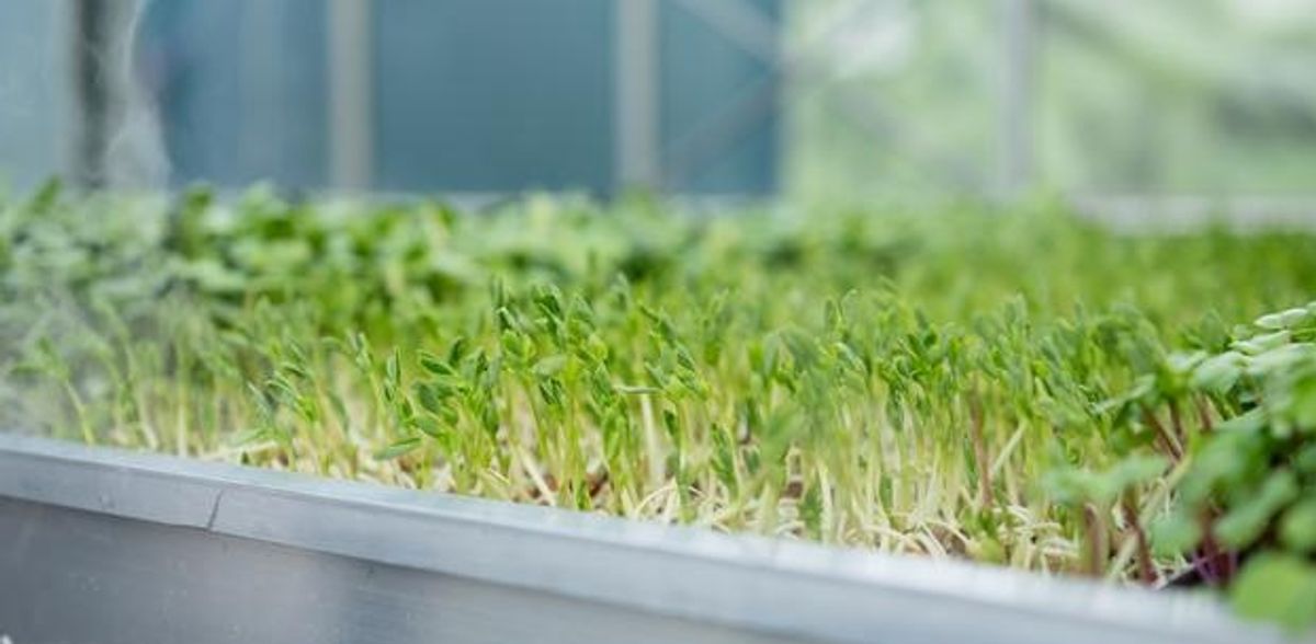 Une salade qui répond aux besoins croissants en vitamine B12