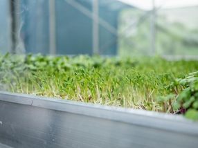 Un'insalata salutare per soddisfare il crescente fabbisogno di vitamina B12