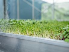 Una ensalada saludable para satisfacer la creciente necesidad de vitamina B12