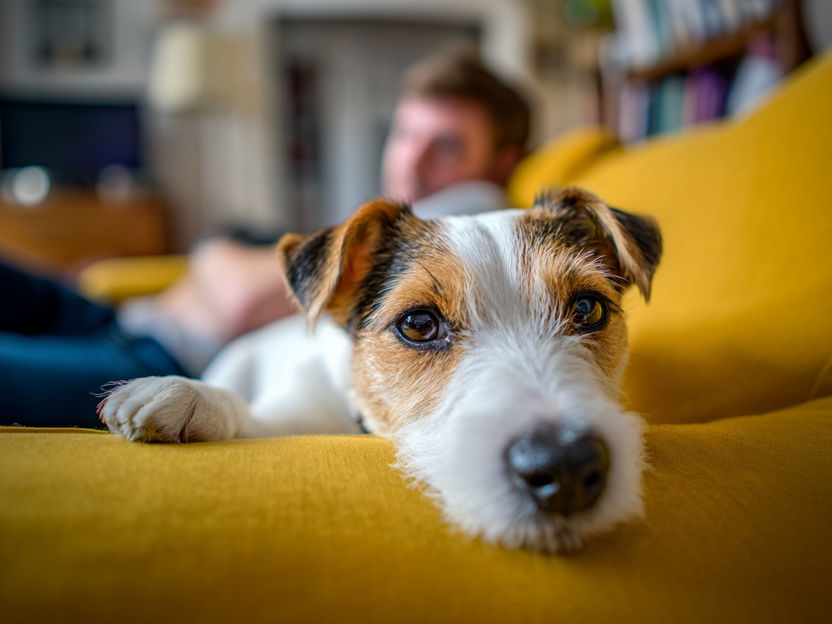 Química em quatro patas: como os cães mudam o nosso ambiente interior - Efeito surpreendente: o contacto com animais de estimação liberta muitos poluentes, uma vez que os óleos da pele reagem com o ozono para produzir partículas ultrafinas