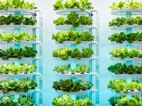 Hydrokultur ohne Blindflug: Neues Messsystem überwacht Nährstofflösungen in Echtzeit