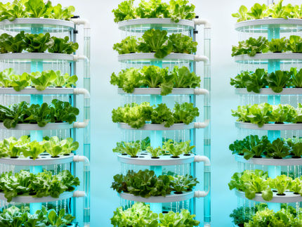 Hidroponia sem cegueira: o novo sistema de monitorização segue as soluções nutritivas em tempo real