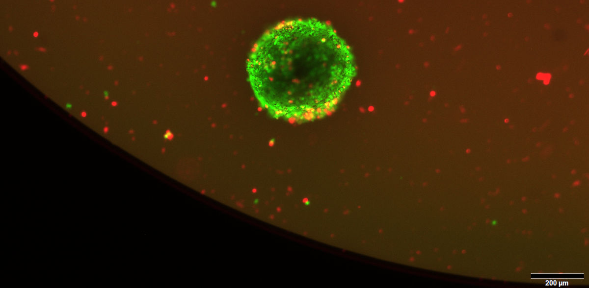 Universitätsklinikum Heidelberg