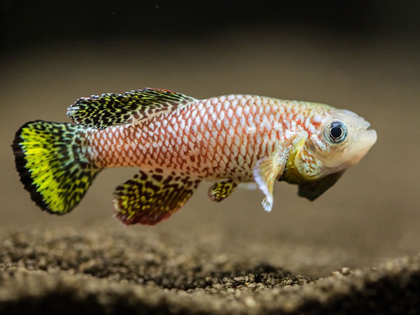 Was passiert, wenn das Immunsystem altert – und lässt sich dieser Prozess möglicherweise aufhalten? - Altern im Zeitraffer: Kurzlebiger Fisch liefert neue Einblicke in das alternde Immunsystem