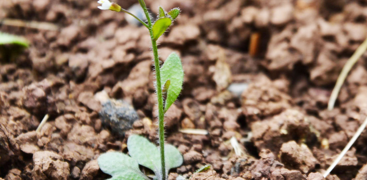 L'évolution en accéléré