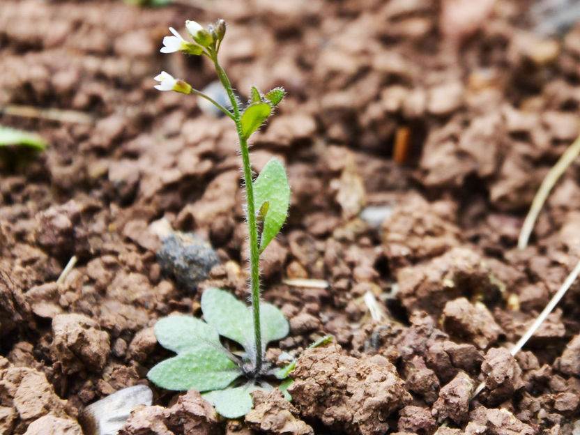 Copyright: Goethe-Universität Frankfurt