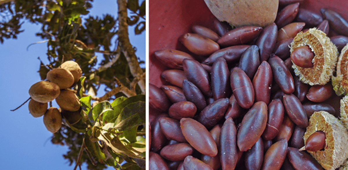 Mai sentito parlare del barunut?