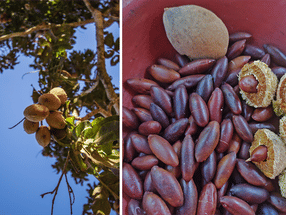 Ever heard of the barunut?