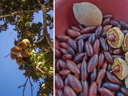 Schon mal von der Barunuss gehört? 