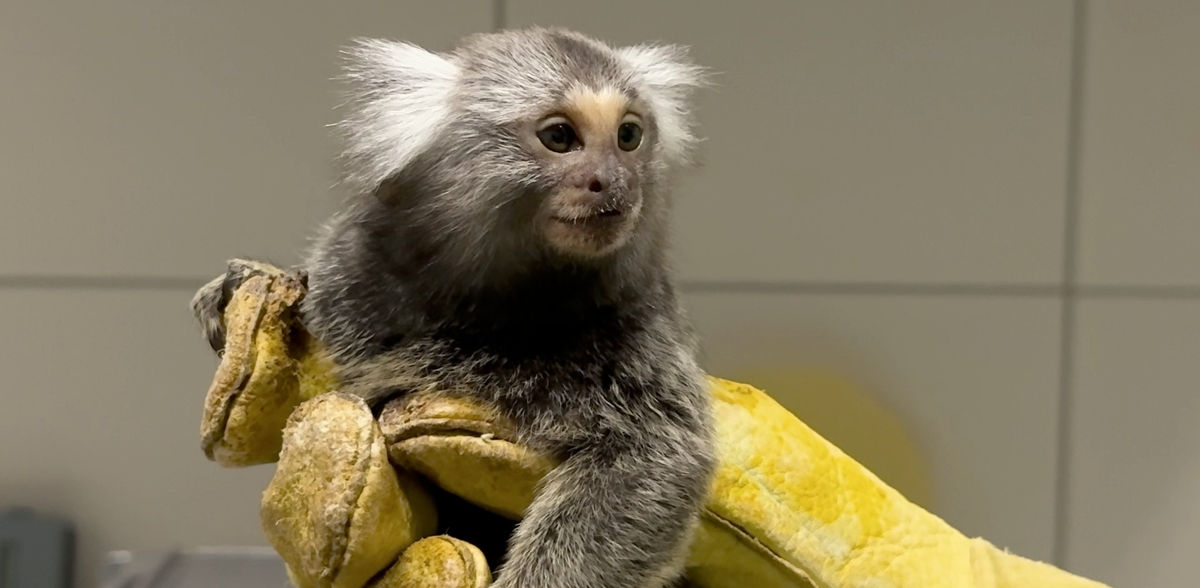 Katharina Diederich / Deutsches Primatenzentrum GmbH