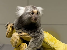 Genetically modified marmosets as a model for human deafness