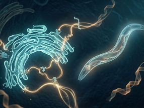 Nuevos conocimientos sobre la regulación de la ingesta de alimentos en mamíferos