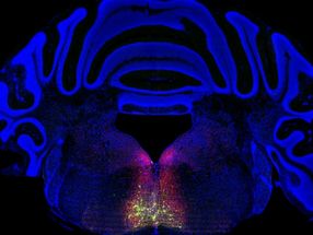 Neu identifizierter Kreislauf für chronische Schmerzen bietet Wege zu neuen Behandlungen