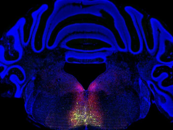 Courtesy Xiaoke Chen/Stanford University