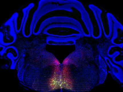 Il circuito del dolore cronico appena identificato offre percorsi per nuovi trattamenti