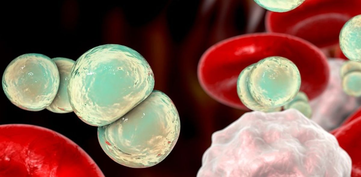 Découverte d'une nouvelle approche thérapeutique contre la septicémie