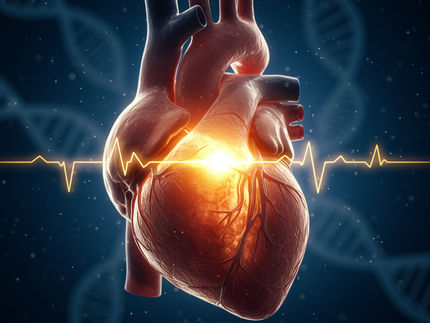 Nuovo approccio all'insufficienza cardiaca: i ricercatori di Göttingen scoprono un "interruttore" genetico
