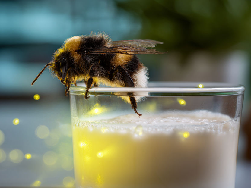 Bactérias de abelhões aumentam a vitamina B2 nas bebidas de soja - Novo método de rastreio para detetar lacunas de vitaminas nas bebidas à base de plantas