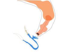 Um novo estudo revela como a alimentação molda o comportamento hereditário