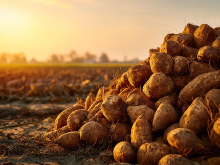 Sweet-LOHC: A próxima geração de armazenamento de hidrogénio químico