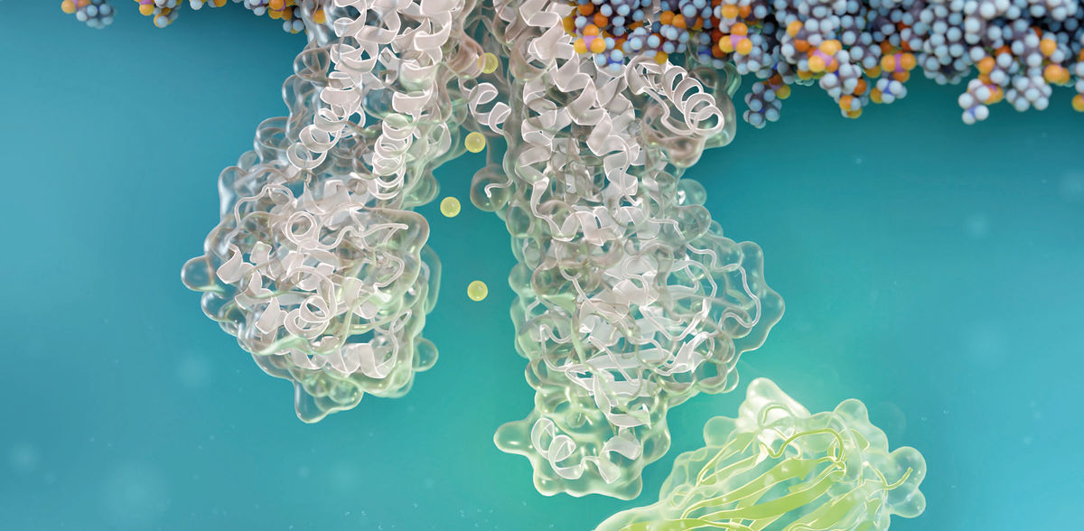 Un approccio terapeutico fondamentalmente nuovo alla fibrosi cistica: un nanocorpo ripara il difetto cellulare