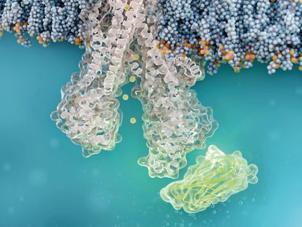 Grundlegend neuer Therapieansatz gegen Mukoviszidose: Nanobody repariert Zelldefekt