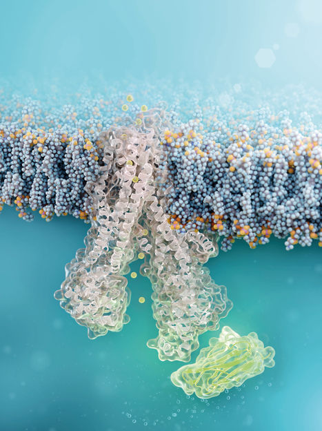 © FMP/Barth van Rossum