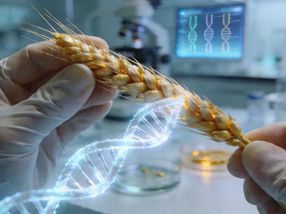 Réduire, supprimer et modifier : Une équipe de chercheurs "découpe" les chromosomes du blé