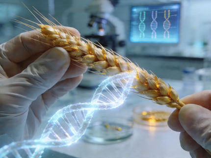 Verkleinern, entfernen und verändern:  Forschungsteam „schneidet“ Weizen-Chromosomen zurecht