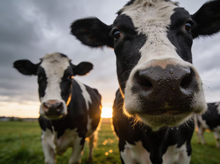 Milk production carbon footprint may be larger than thought