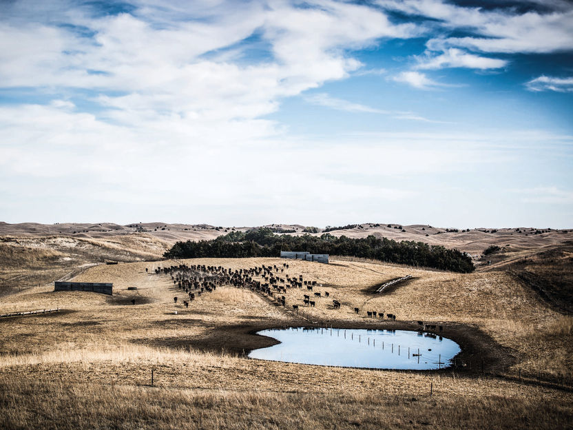Mangiare meno carne! Il fondatore di Otto Gourmet a favore dell'agricoltura rigenerativa - Perché il benessere degli animali e l'impronta di carbonio non sono sufficientemente considerati