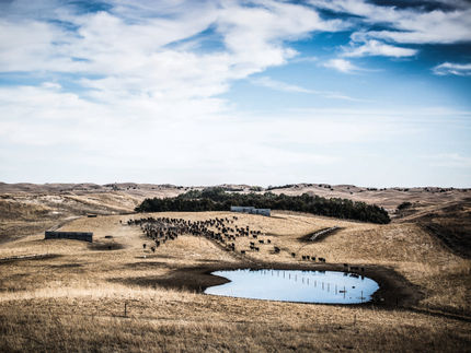 Eat less meat! Otto Gourmet founder in favor of regenerative agriculture