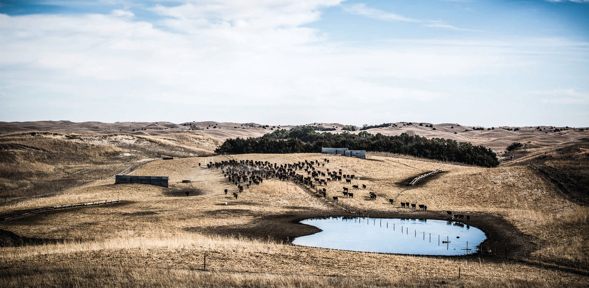 Marty Steinhausen for Made in the Neb