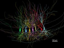 Les souvenirs se forment-ils à partir d'une ardoise vierge ?