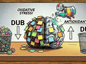 Oxidative stress slows down the brain, but the brake can be released again