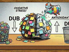 El estrés oxidativo ralentiza el cerebro, pero el freno puede volver a soltarse